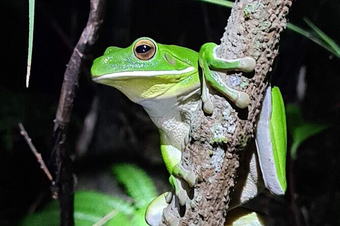 Daintree Rainforest Night Walk in Cape Tribulation - Group Size and Atmosphere