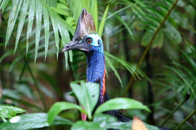 Daintree Rainforest Night Walk in Cape Tribulation - What Travelers Are Saying