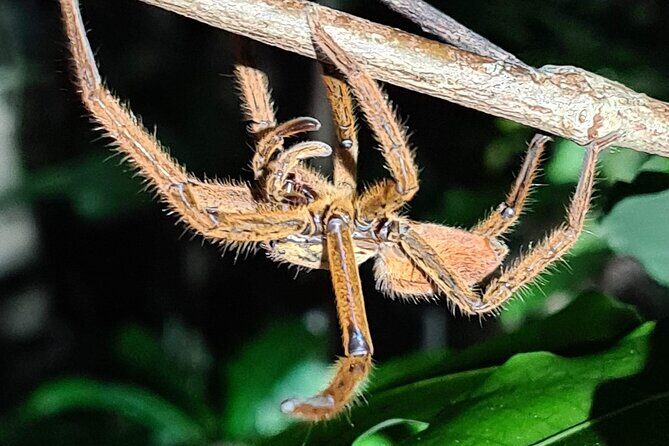 Daintree Rainforest Night Walk in Cape Tribulation - The Sum Up: Who Should Consider This Tour?