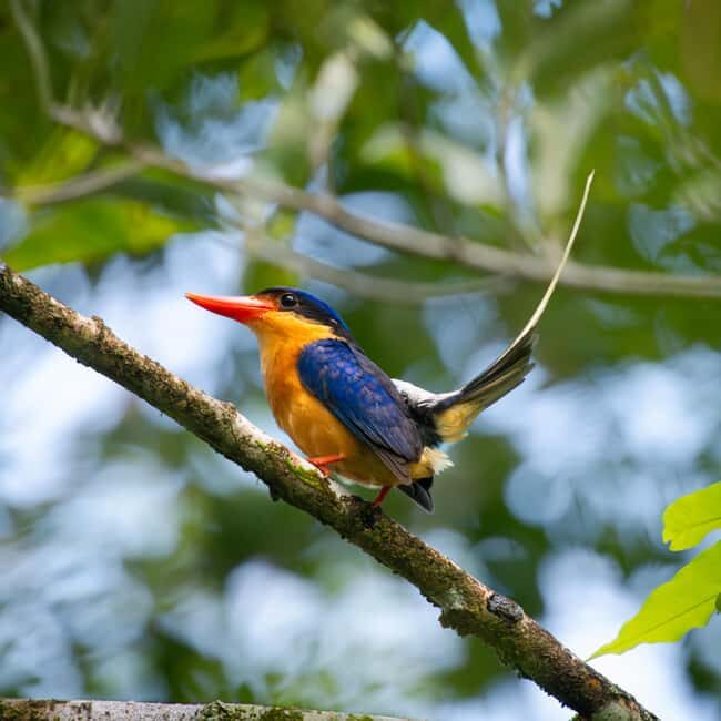 Daintree Rainforest: Waterfall Walk, Swim & Crocodile Cruise - The Sum Up