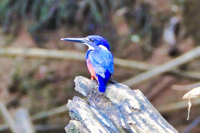 Daintree River Cruise - Daintree River Cruise Review: An Up-Close Look at Australia’s Wildlife & Nature