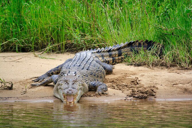 Daintree River Cruise - The Sum Up: Is the Daintree River Cruise Worth It?