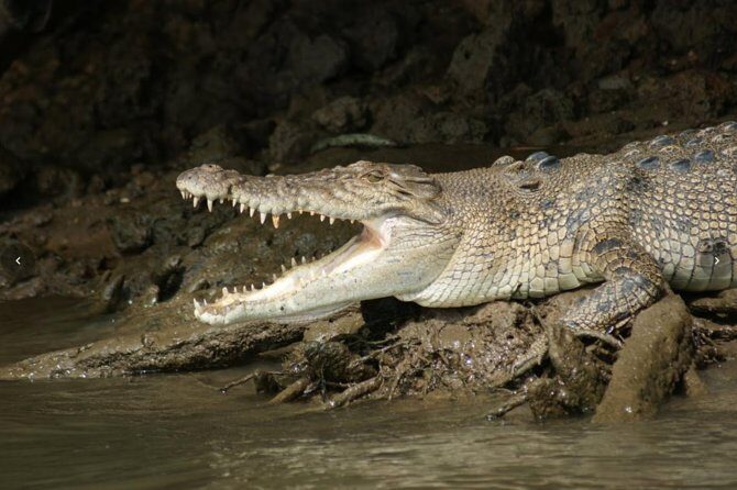 Daintree River Cruise - FAQ
