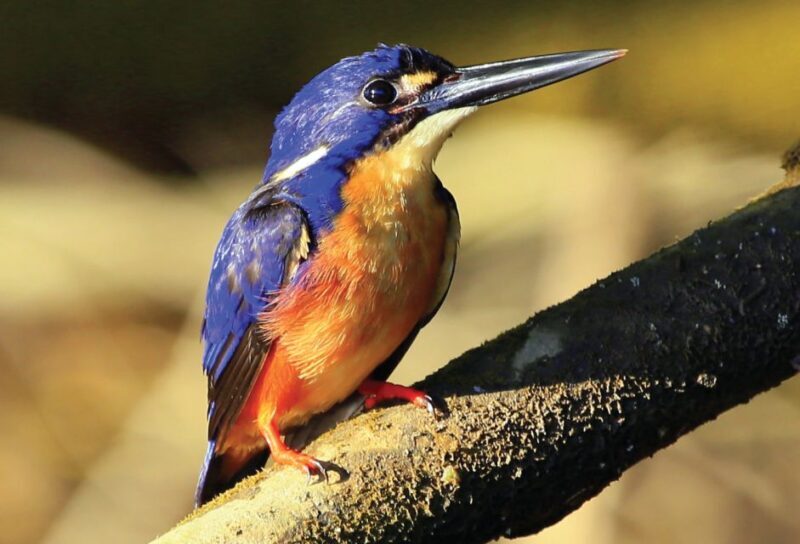Daintree: River Rainforest Crocodile & Wildlife Cruise (DV) - Value and Practicalities
