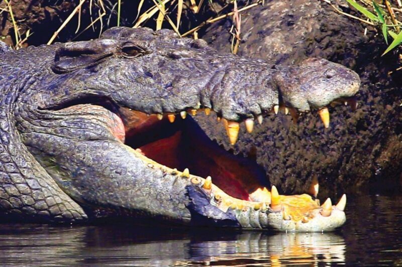 Daintree: River Rainforest Crocodile & Wildlife Cruise (DV) - Who Should Consider This Tour?