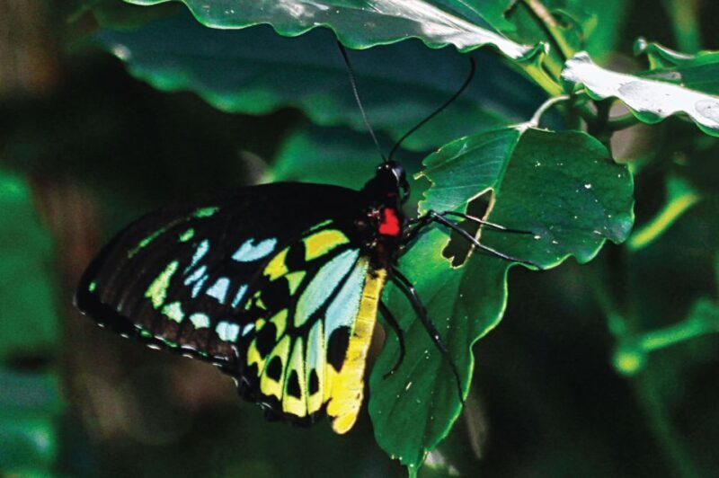 Daintree: River Rainforest Crocodile & Wildlife Cruise (DV) - Final Thoughts