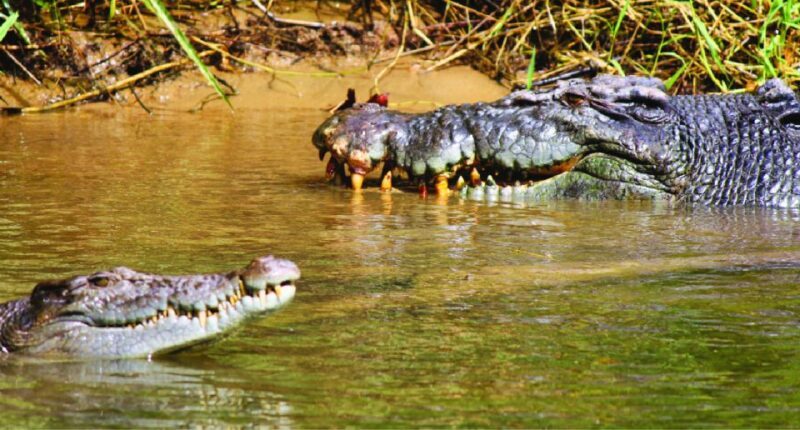 Daintree River Rainforest: Crocodile & Wildlife Cruises (DG) - Why You’ll Love This Experience