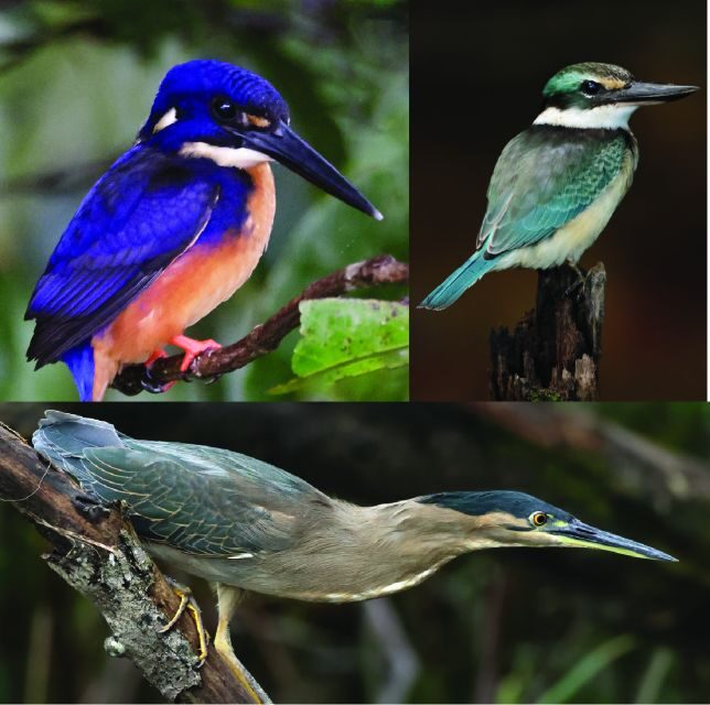 Daintree River Rainforest: Crocodile & Wildlife Cruises (DG) - What to Expect on the Tour