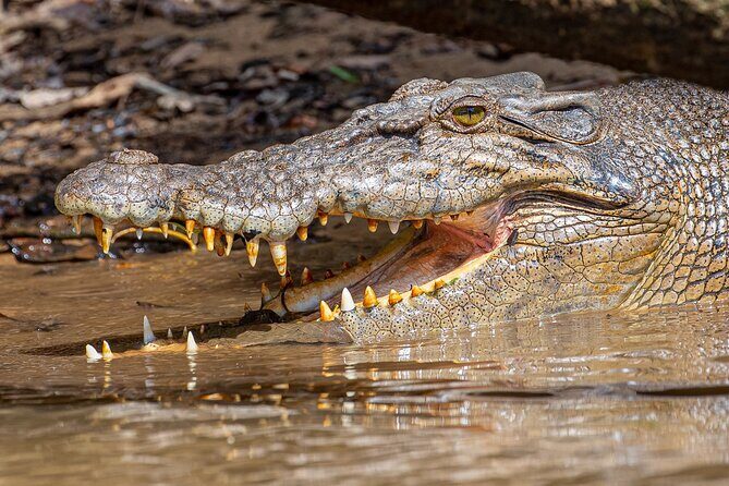 Daintree River 'Sunset' Cruise with the Daintree Boatman - An In-Depth Look at the Experience