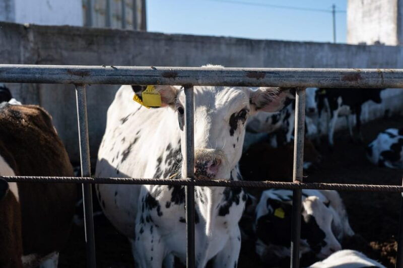 dairy-farm-tour-in-the-apulian-countryside