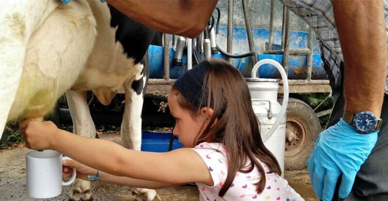 dairy-farm-visit-and-cow-milking-experience-in-azores