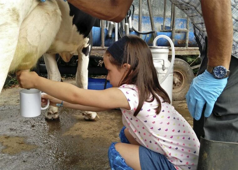 dairy-farm-visit-and-cow-milking-experience-in-azores