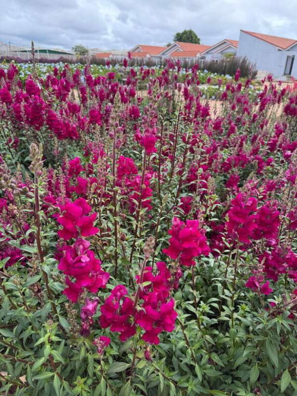 Dalat City Sightseeing Private 2 Day Tour From Ho Chi Minh - Who Should Consider This Tour?