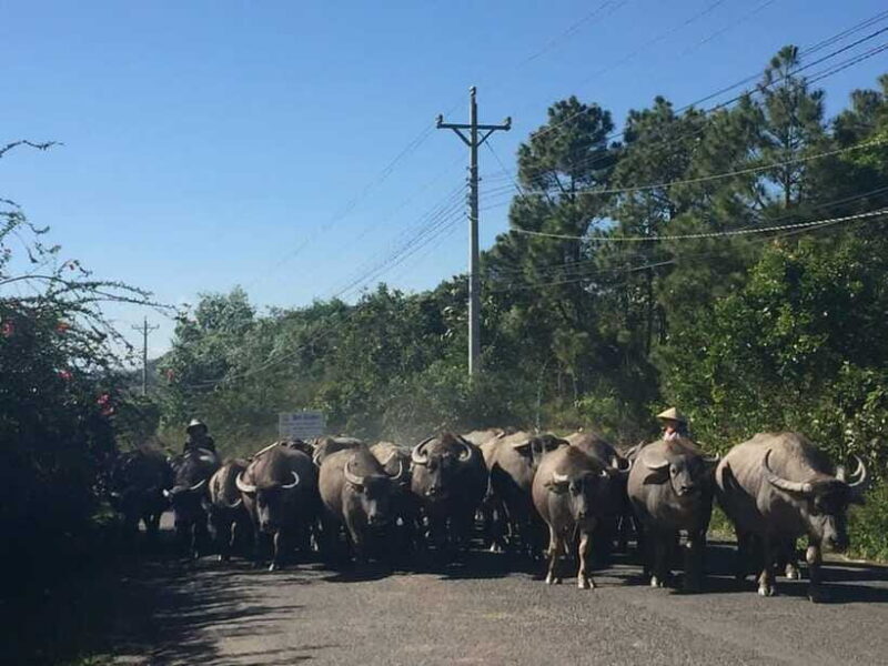 Dalat: Elephant and Pongour Waterfalls - Countryside Tour - Who Should Consider This Tour?