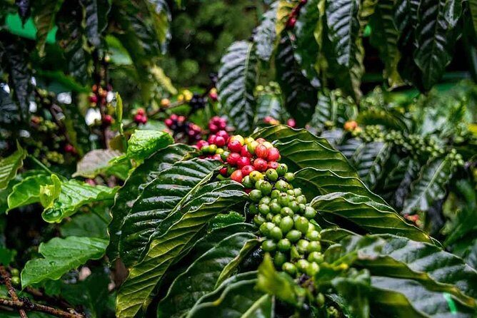 Dalat Motorbike Tour - The Experience in Detail