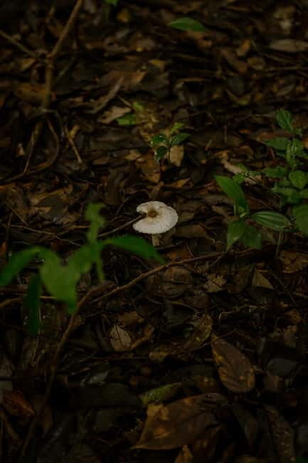 Dalat: Qung Tha Village Hiking & Tuyen Lam Lake BBQ Lunch - Key Points