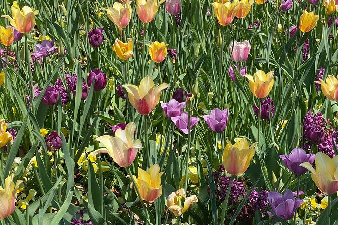 dallas-arboretum-and-botanical-gardens-tour