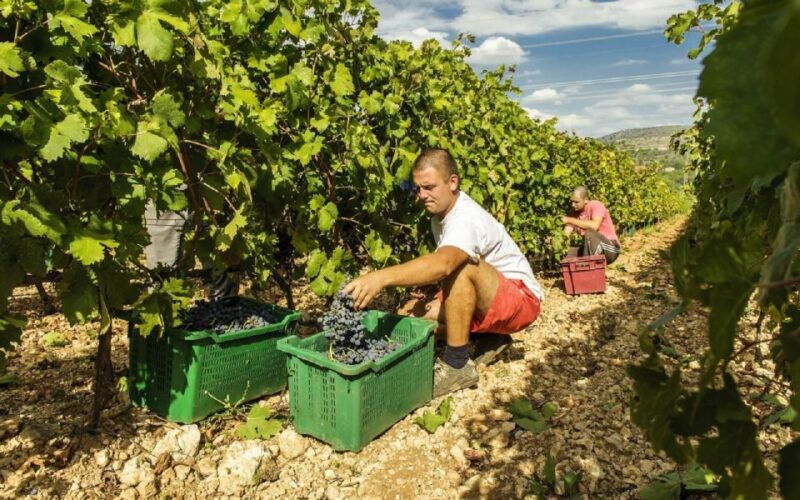 dalmatian-delights-food-wine-tour-from-split-or-trogir