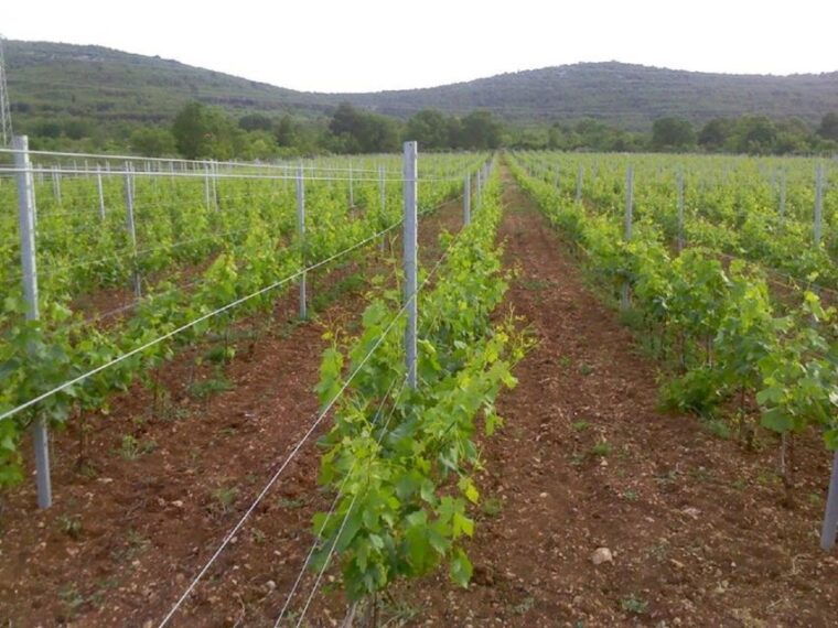 dalmatian-delights-food-wine-tour-from-split-or-trogir
