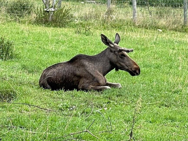 Dals Långed: Moose Park Guided Tour with Feeding - What to Expect from Your Visit to Dals Långed Moose Park