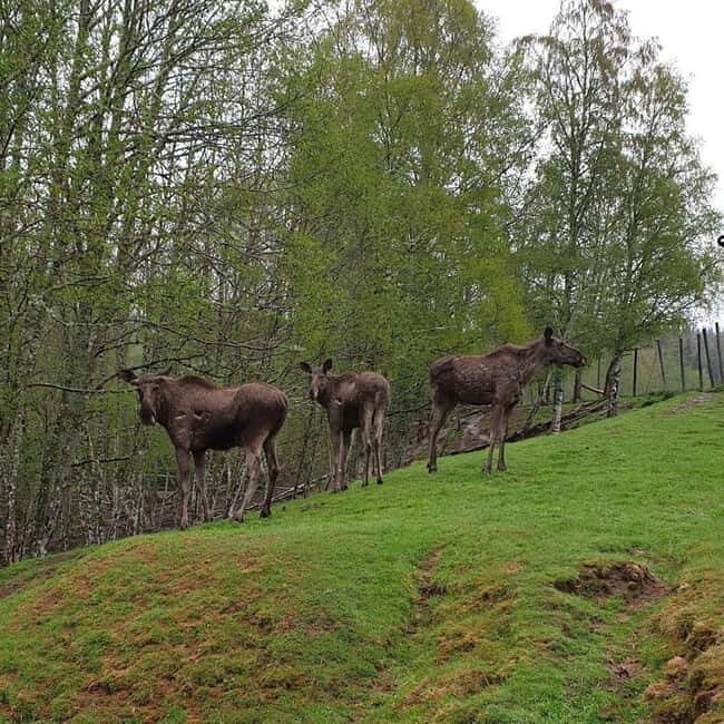 Dals Långed: Moose Park Guided Tour with Feeding - What We Loved About the Experience