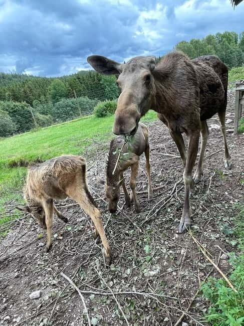 Dals Långed: Moose Park Guided Tour with Feeding - FAQs