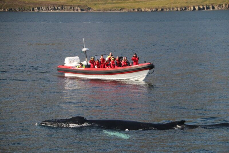 dalvik-whale-watching-speedboat-tour