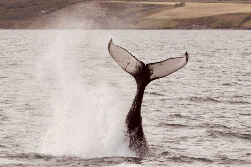 dalvik-whale-watching-speedboat-tour