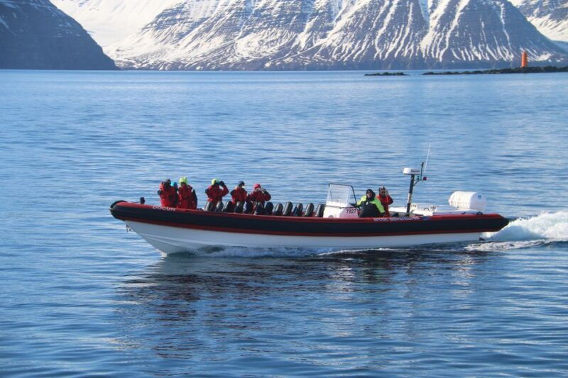 dalvik-whale-watching-speedboat-tour