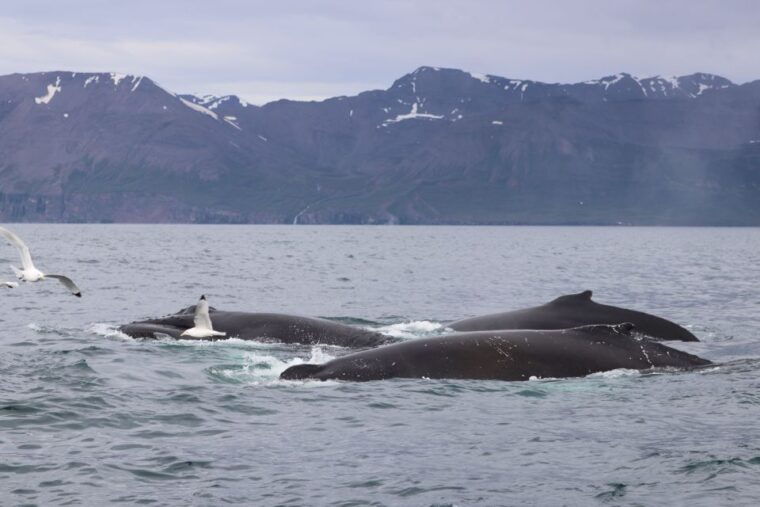 dalvik-whale-watching-speedboat-tour