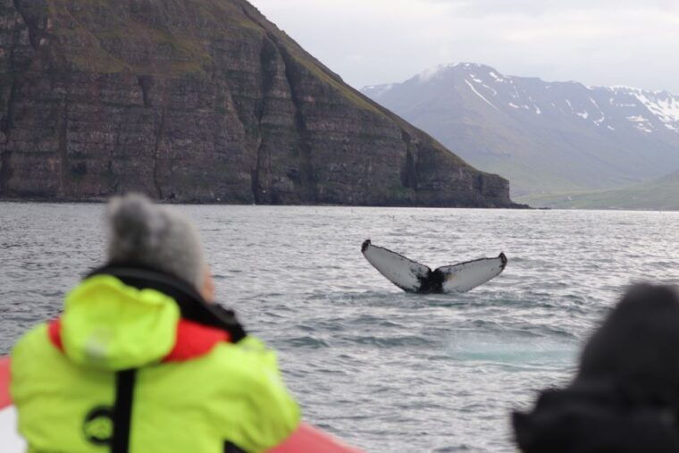dalvik-whale-watching-speedboat-tour