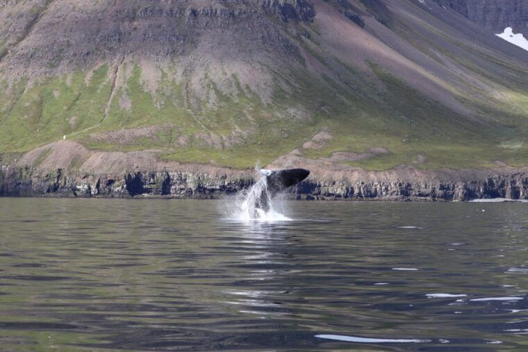 dalvik-whale-watching-speedboat-tour