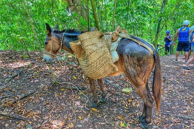 damajagua-the-7-waterfalls-excursion-amber-cove-taino-bay