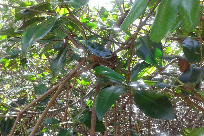 damas-island-mangrove-boat-tour-from-manuel-antonio