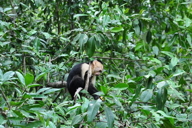 damas-island-mangrove-boat-tour-from-manuel-antonio