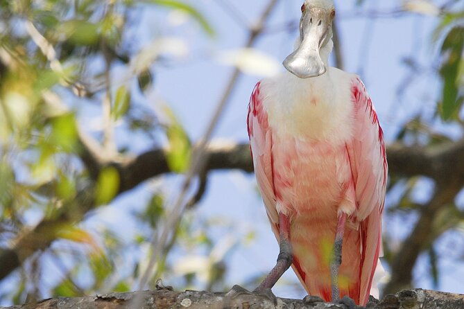 damas-island-mangrove-boat-tour-from-manuel-antonio