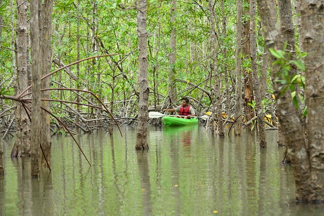 damas-island-mangrove-kayaking-tour-from-manuel-antonio