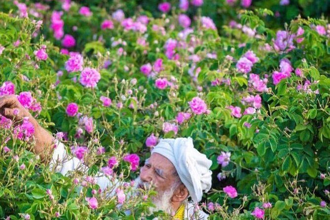 Damascus Roses - Discover the secrets of Al Jabal Al Akhdhar - FAQ