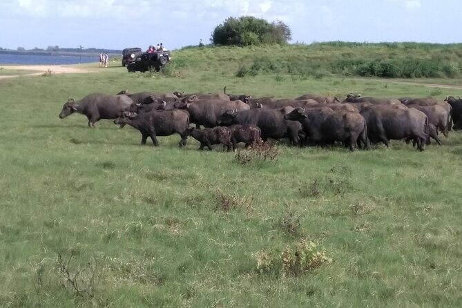 Dambulla, Sigiriya and National Park Safari Tour from Kandy - FAQ