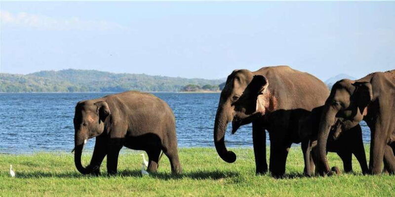 dambulla-sigiriya-polonnaruwa-minneriya-park-jeep-safari