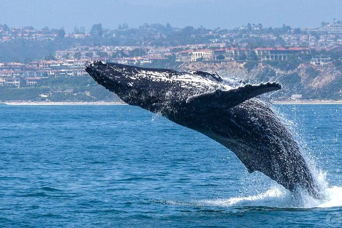 dana-point-dolphin-and-whale-watching-eco-safari