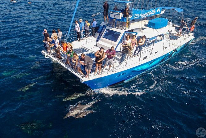 dana-point-dolphin-and-whale-watching-eco-safari