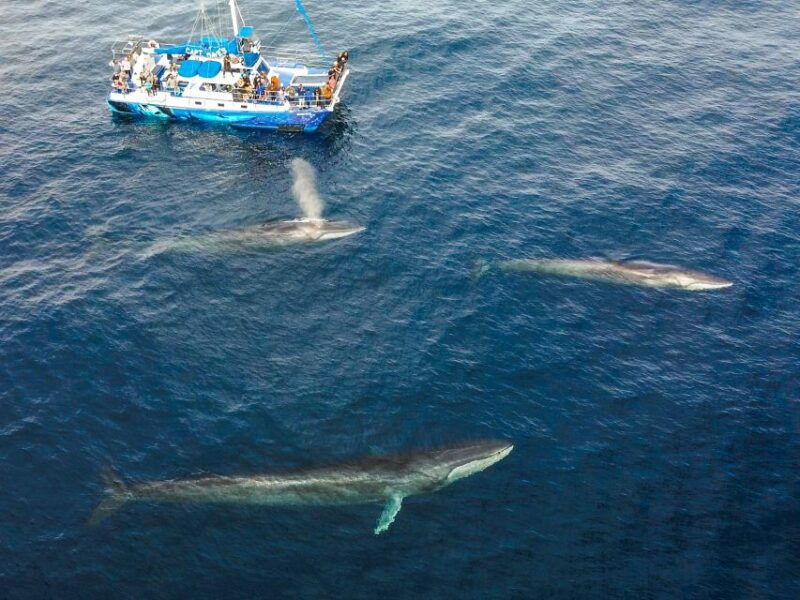 dana-point-dolphin-whale-watching-with-underwater-viewing