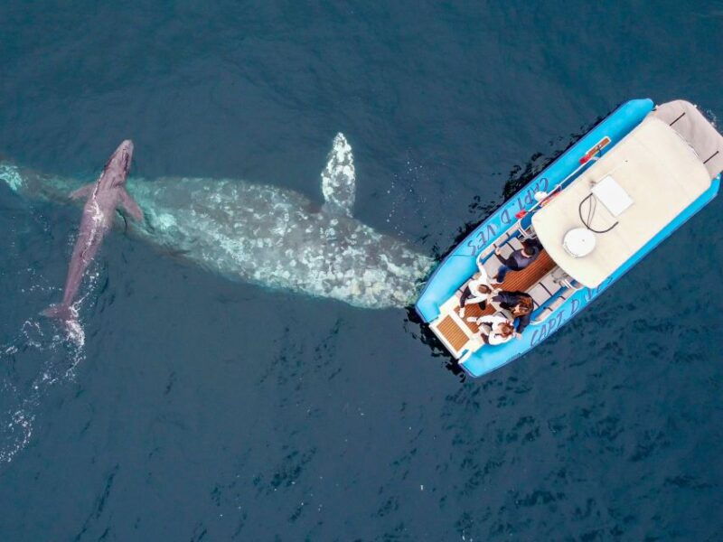 dana-point-fast-fun-zodiac-style-dolphin-whale-watching
