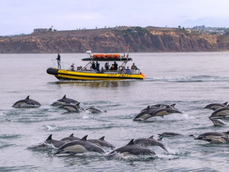 dana-point-fast-fun-zodiac-style-dolphin-whale-watching