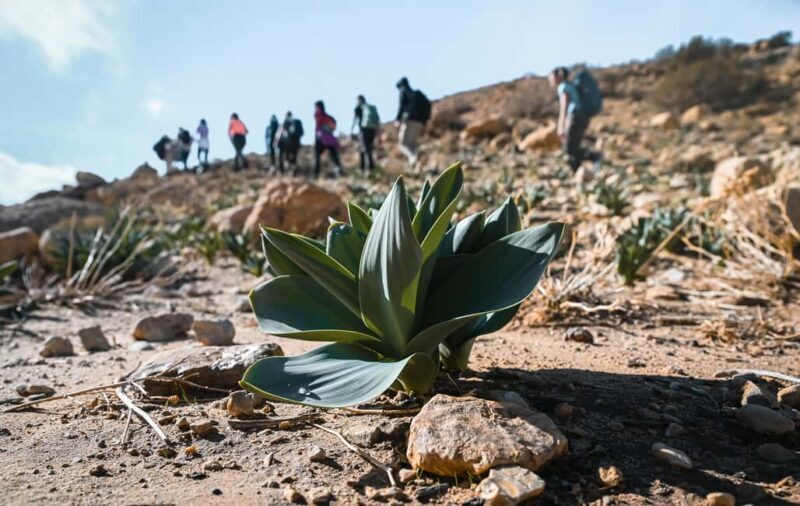 Dana to Petra Trek + Wadi Rum & the Dead Sea - The Sum Up