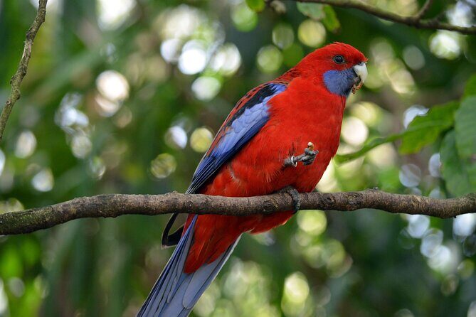 Dandenong Ranges Private Day Tour - Who Is This Tour Best For?