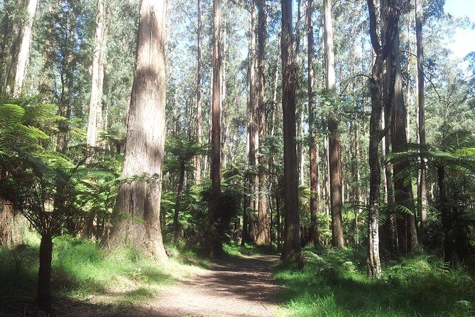 Dandenong Ranges Private Day Tour - Unpacking the Tour Experience