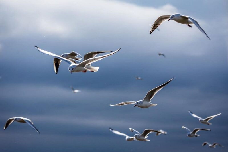 danube-delta-2-day-tour-from-bucharest