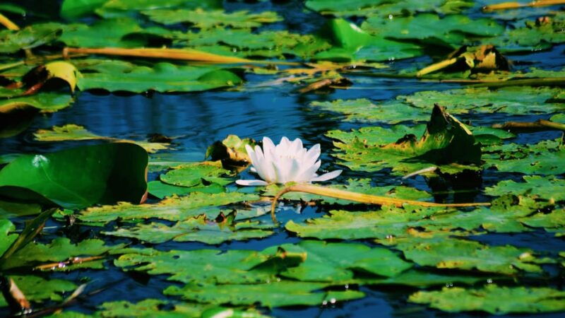 danube-delta-boat-tour-through-the-water-lily-reserve